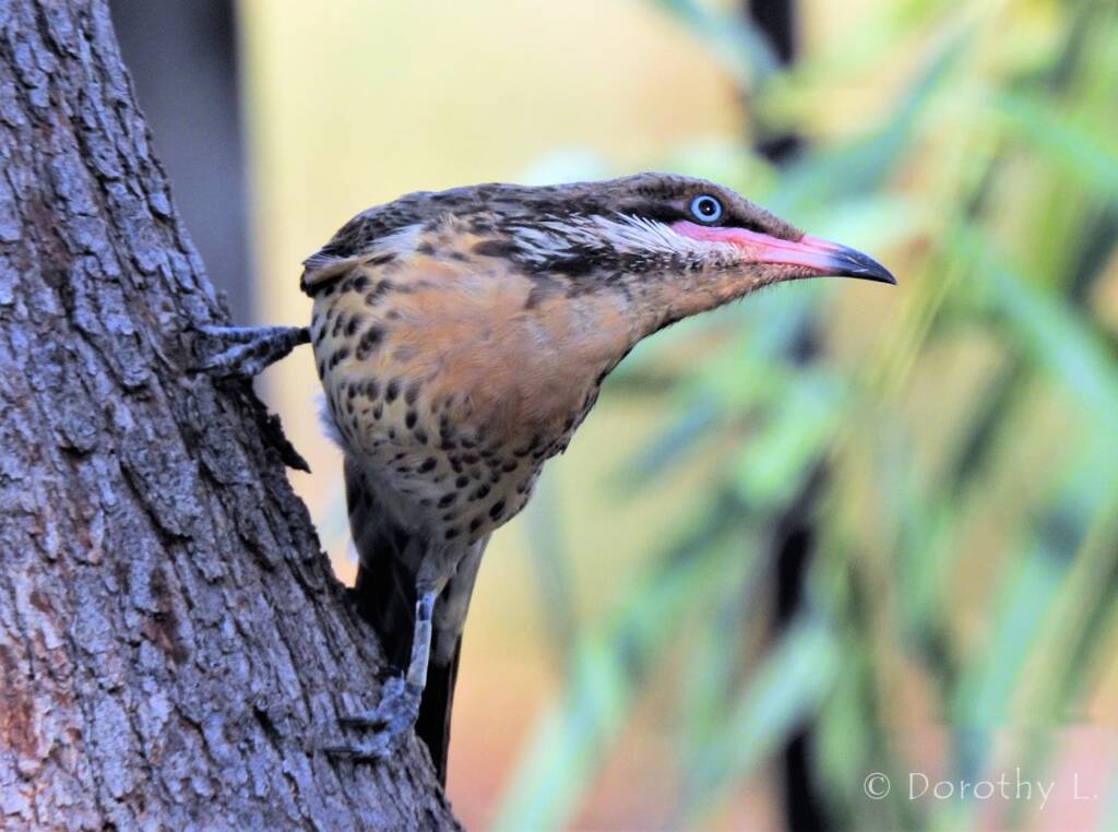 Spiny-cheeked Honeyeater (Acanthagenys rufogularis)