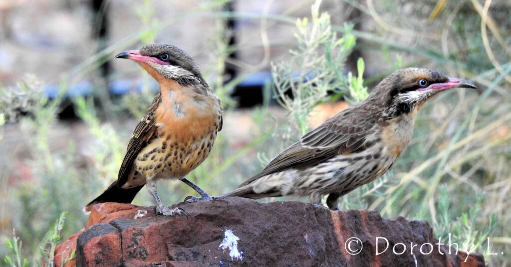 Spiny-cheeked Honeyeater (Acanthagenys rufogularis)