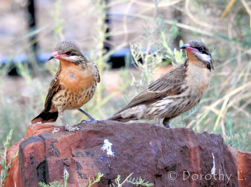 Spiny-cheeked Honeyeater (Acanthagenys rufogularis)