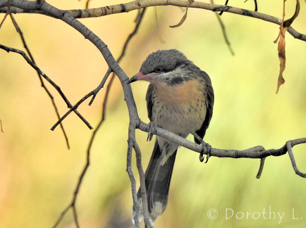Spiny-cheeked Honeyeater (Acanthagenys rufogularis)