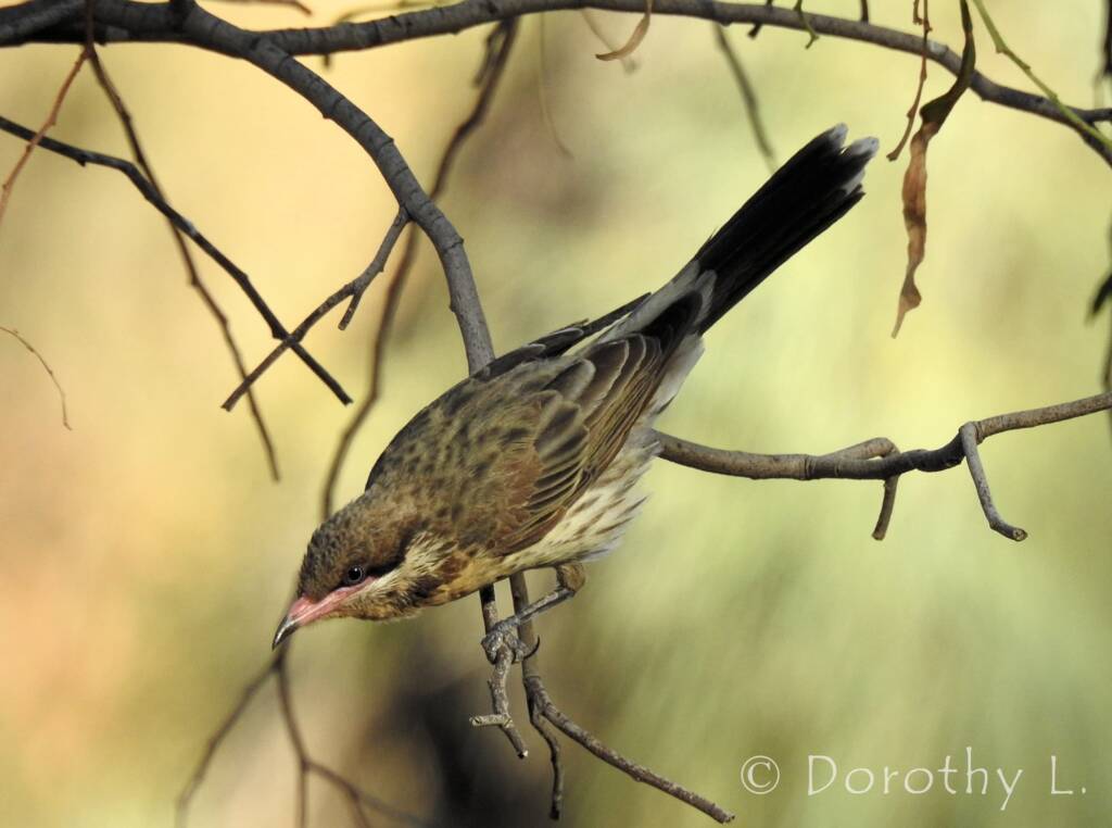 Spiny-cheeked Honeyeater (Acanthagenys rufogularis)