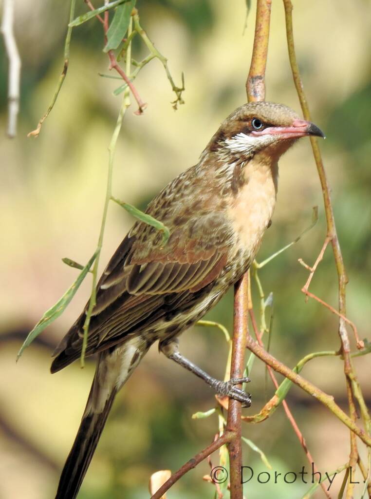 Spiny-cheeked Honeyeater (Acanthagenys rufogularis)