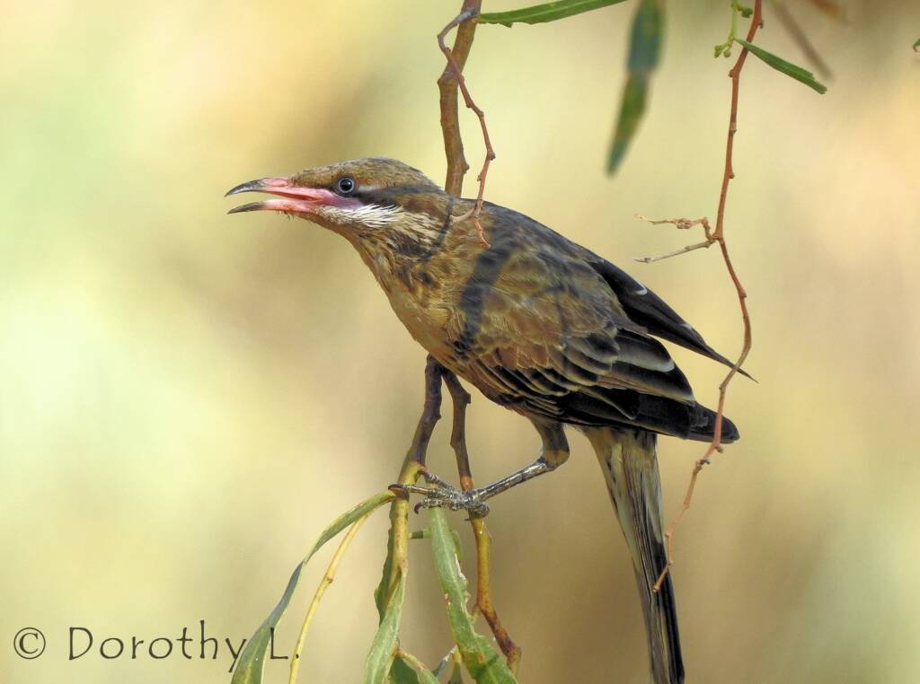 Spiny-cheeked Honeyeater (Acanthagenys rufogularis)
