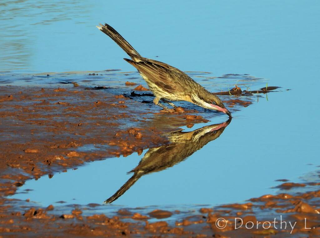 Spiny-cheeked Honeyeater (Acanthagenys rufogularis)