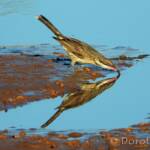 Spiny-cheeked Honeyeater (Acanthagenys rufogularis)
