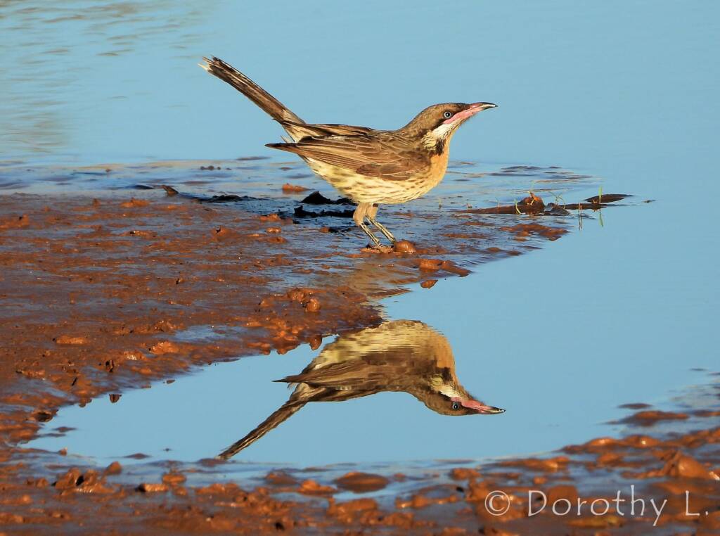 Spiny-cheeked Honeyeater (Acanthagenys rufogularis)
