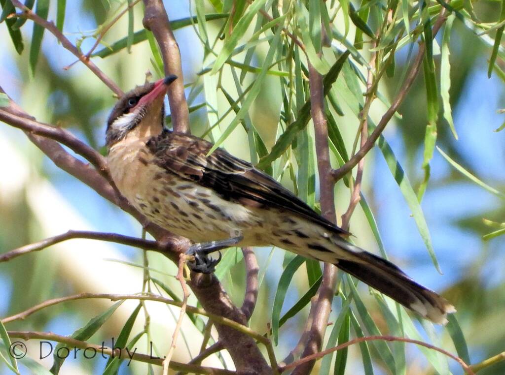 Spiny-cheeked Honeyeater (Acanthagenys rufogularis)