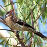 Spiny-cheeked Honeyeater (Acanthagenys rufogularis)