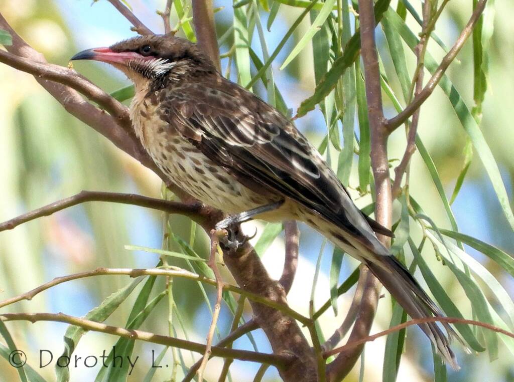 Spiny-cheeked Honeyeater (Acanthagenys rufogularis)