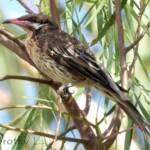 Spiny-cheeked Honeyeater (Acanthagenys rufogularis)