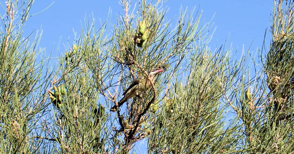 Spiny-cheeked Honeyeater (Acanthagenys rufogularis)