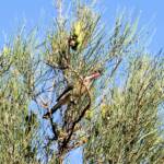 Spiny-cheeked Honeyeater (Acanthagenys rufogularis)