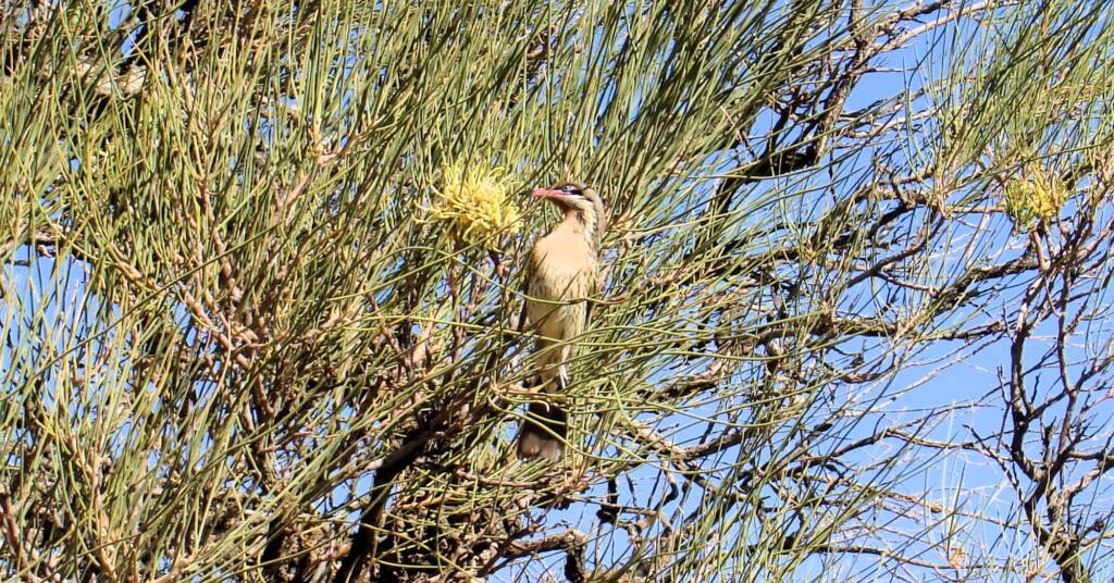 Spiny-cheeked Honeyeater (Acanthagenys rufogularis)