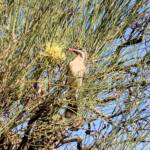 Spiny-cheeked Honeyeater (Acanthagenys rufogularis)