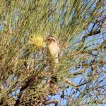 Spiny-cheeked Honeyeater (Acanthagenys rufogularis)