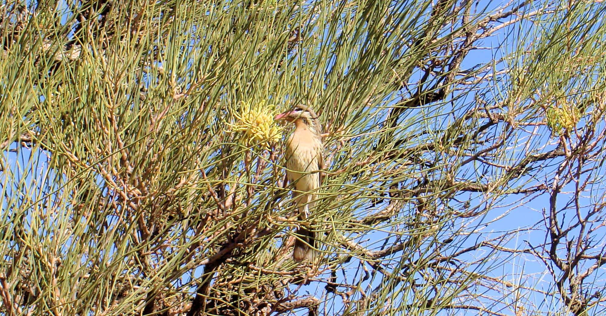 Spiny-cheeked Honeyeater (Acanthagenys rufogularis)