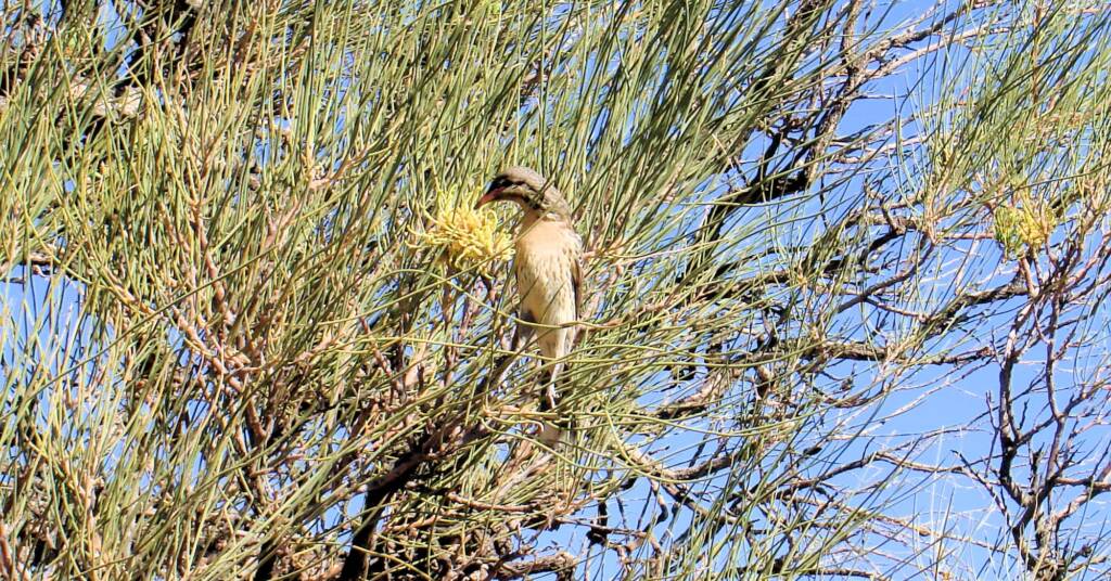 Spiny-cheeked Honeyeater (Acanthagenys rufogularis)