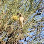 Spiny-cheeked Honeyeater (Acanthagenys rufogularis)