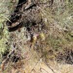 Spiny-cheeked Honeyeater (Acanthagenys rufogularis)
