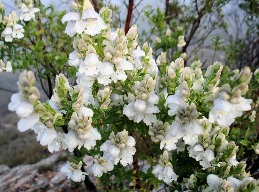 Striped Mintbush (Prostanthera striatiflora)