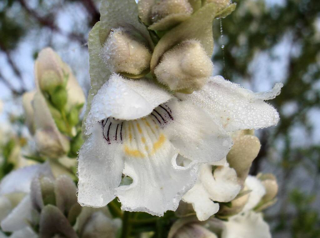 Striped Mintbush (Prostanthera striatiflora)