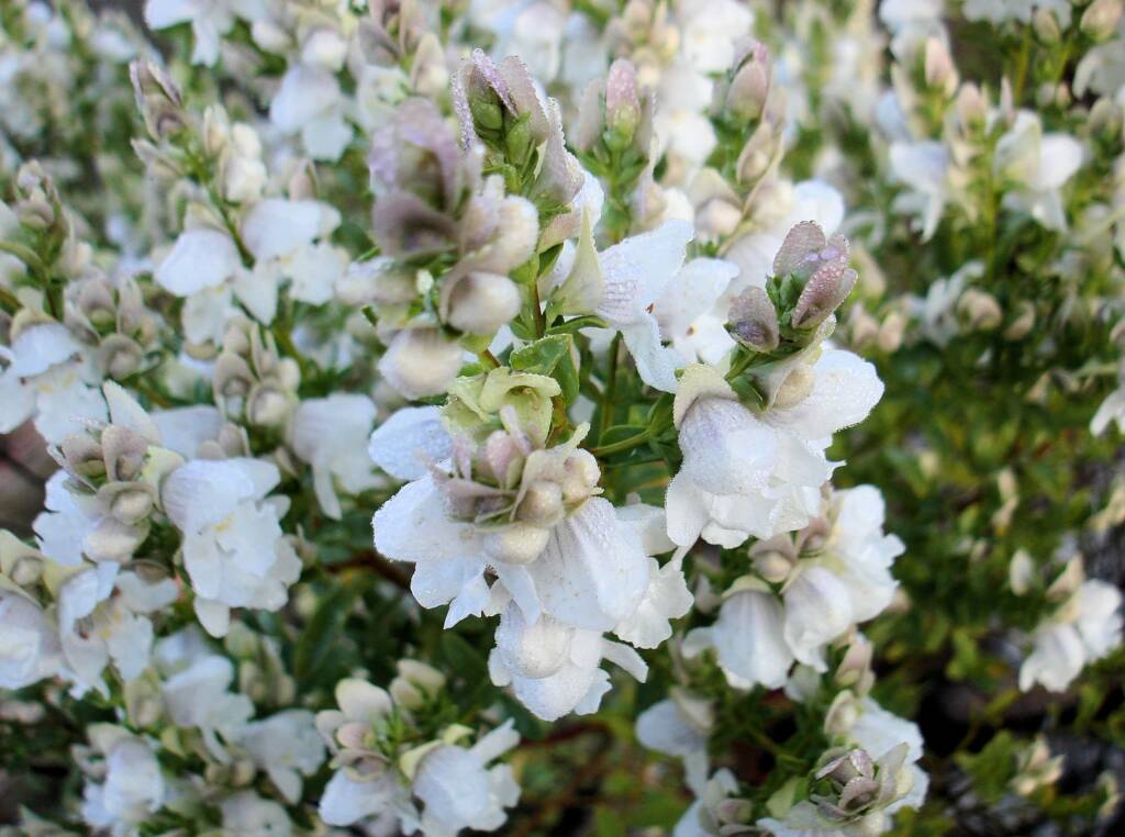 Striped Mintbush (Prostanthera striatiflora)