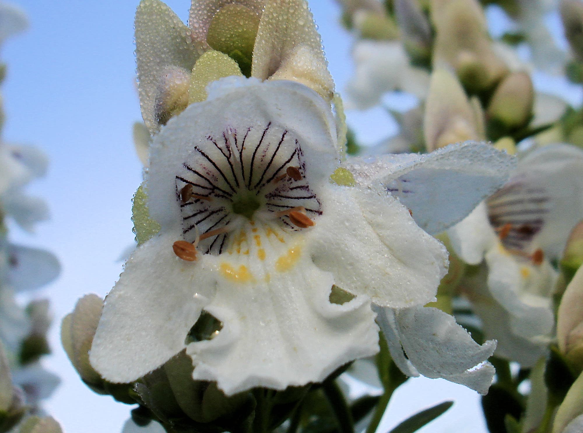 Striped Mintbush (Prostanthera striatiflora)