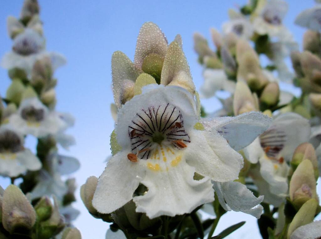 Striped Mintbush (Prostanthera striatiflora)