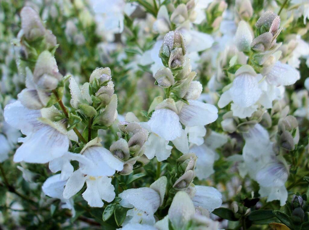 Striped Mintbush (Prostanthera striatiflora)