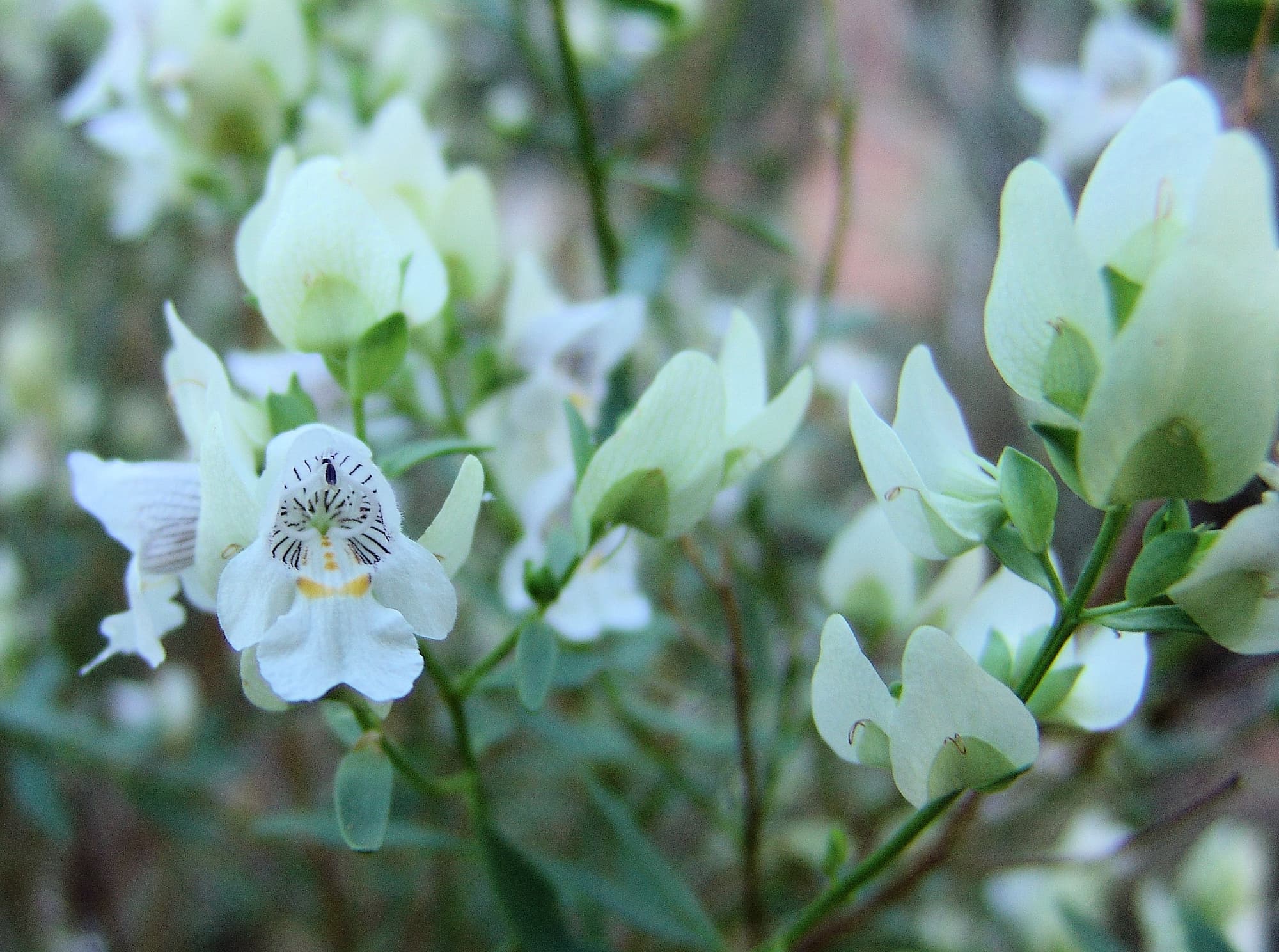 Striped Mintbush (Prostanthera striatiflora), Kings Canyon