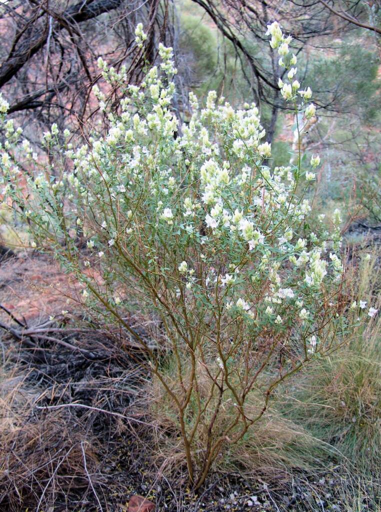 Striped Mintbush (Prostanthera striatiflora), Kings Canyon