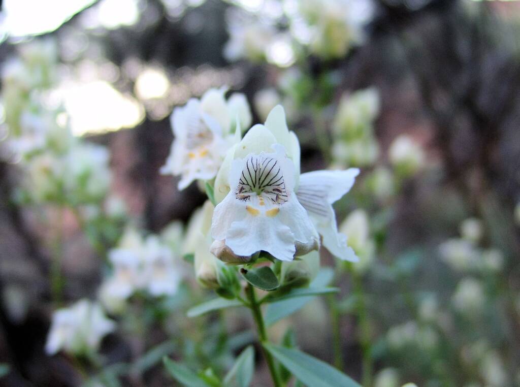 Striped Mintbush (Prostanthera striatiflora), Kings Canyon