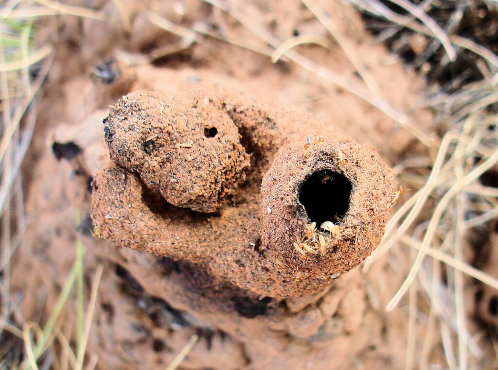 Termite mound, Kings Canyon