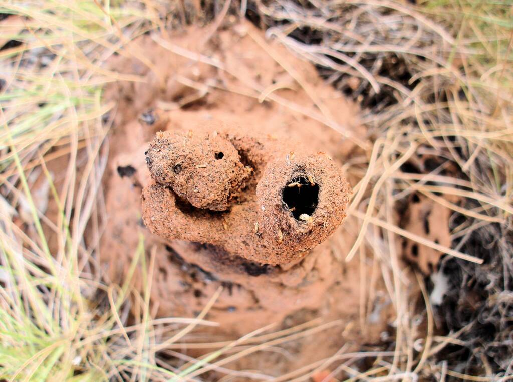 Termite mound, Kings Canyon