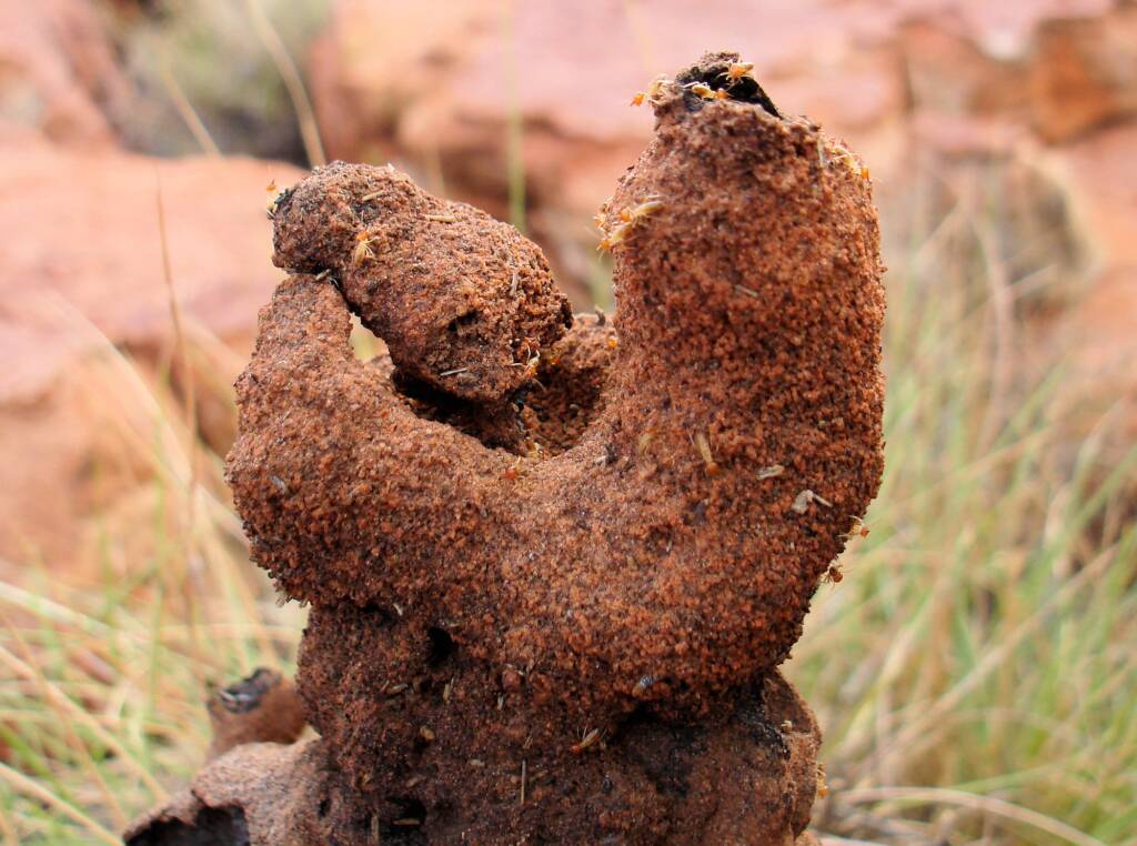 Termite mound, Kings Canyon