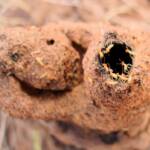 Termite mound, Kings Canyon