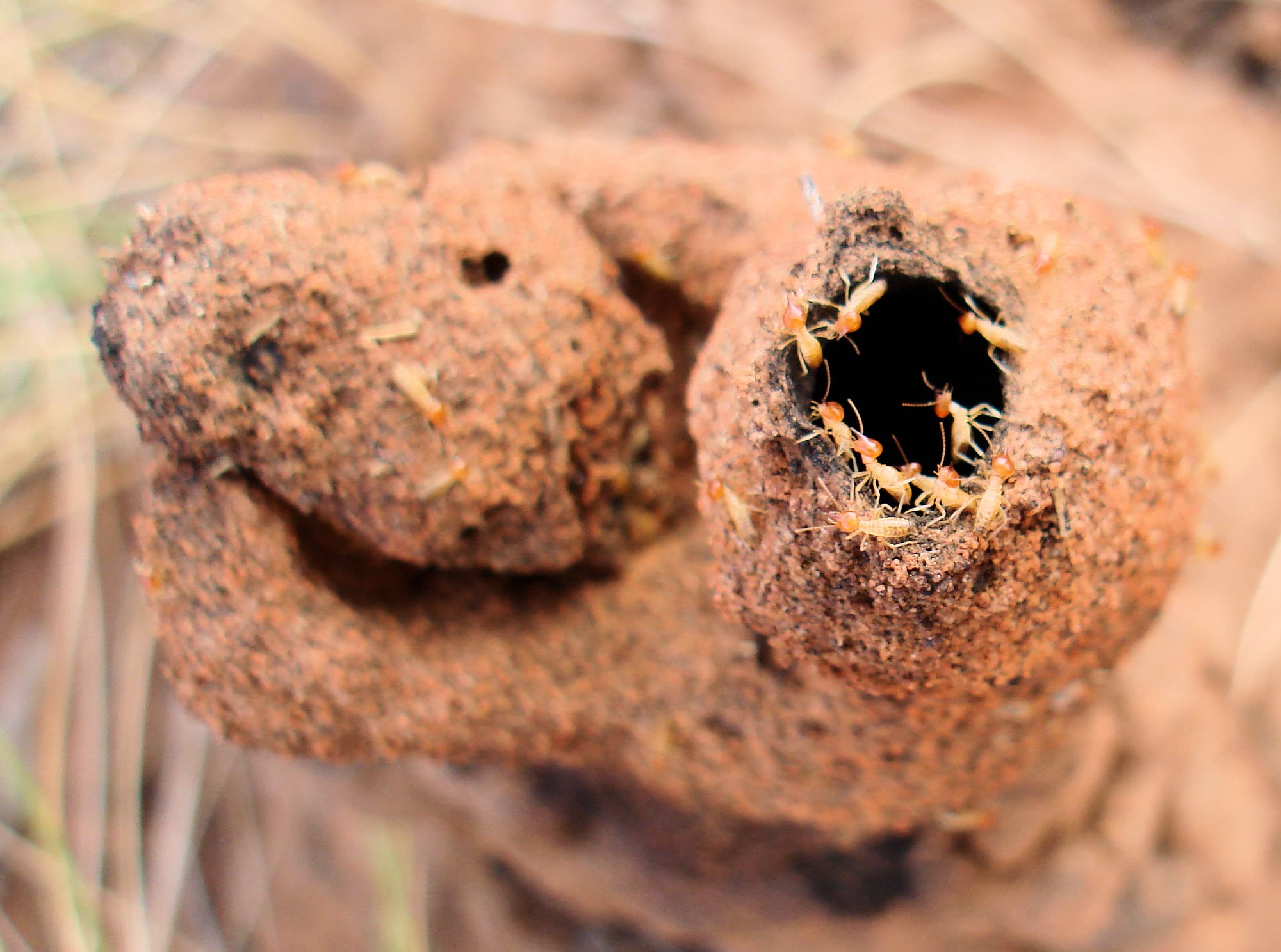 Termite mound, Kings Canyon