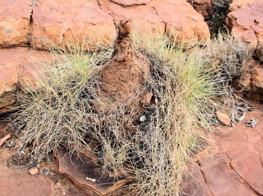 Termite mound, Kings Canyon