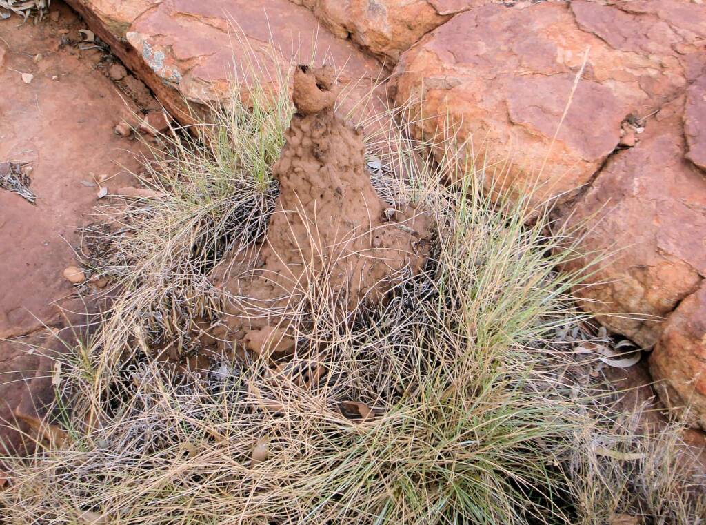 Termite mound, Kings Canyon