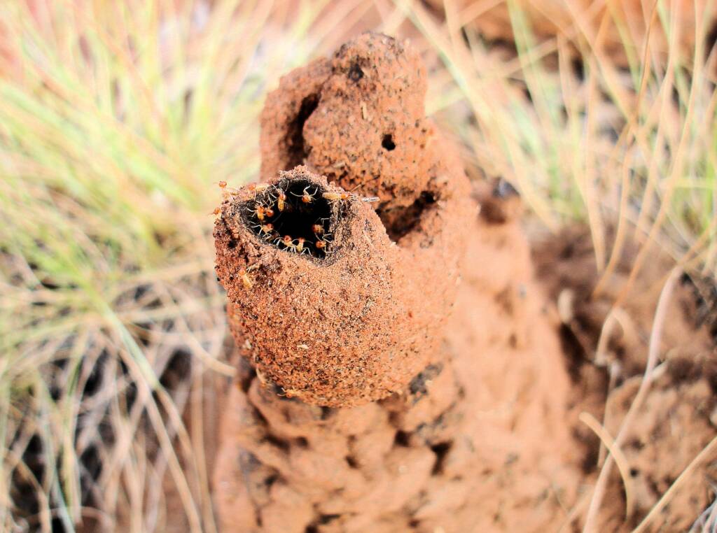 Termite mound, Kings Canyon