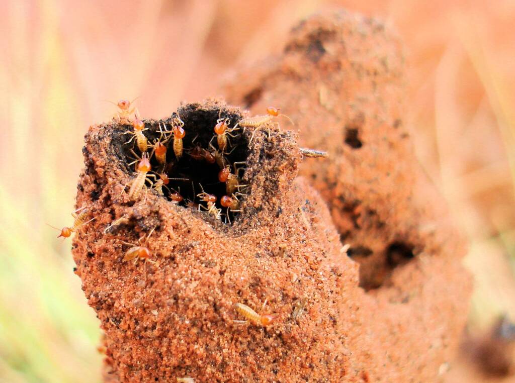 Termite mound, Kings Canyon