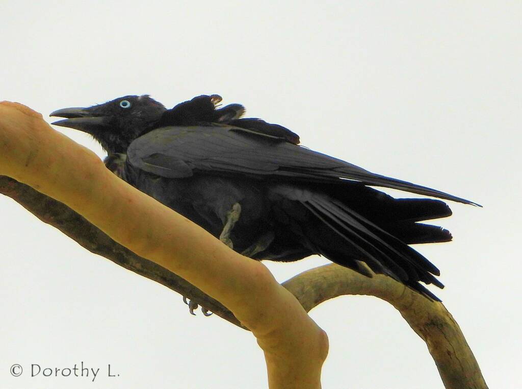 Torresian Crow