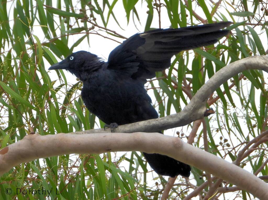 Torresian Crow