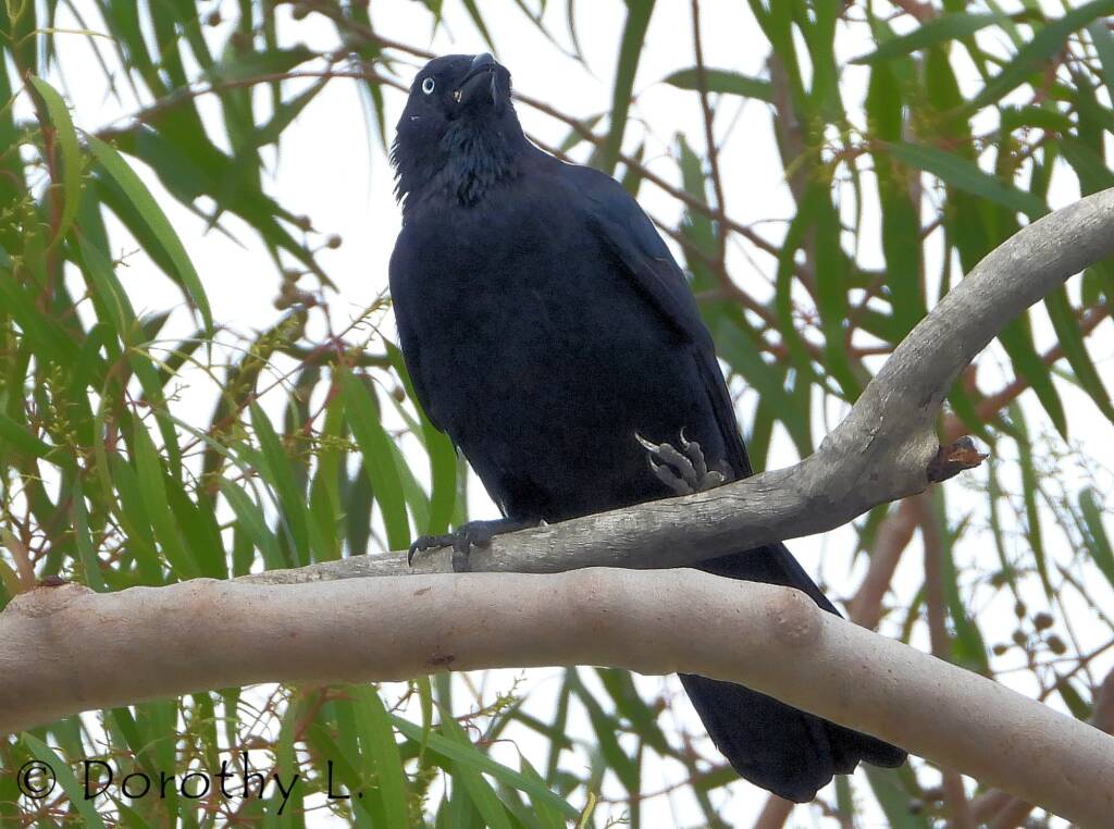 Torresian Crow