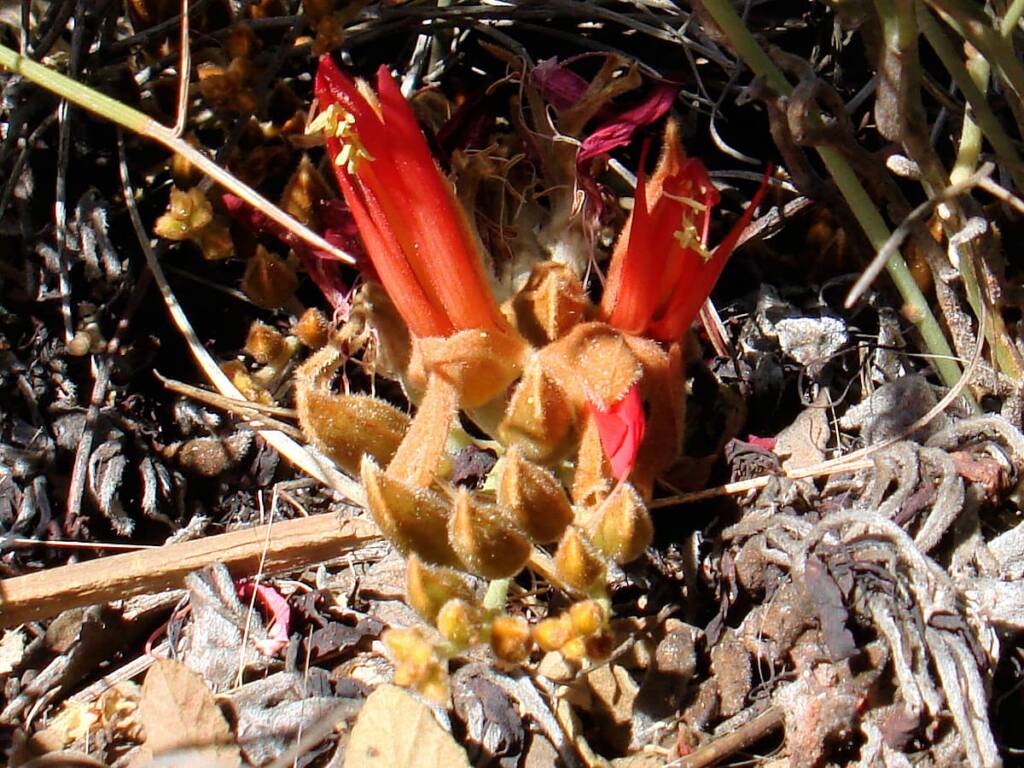 Upside-down Plant (Leptosema chambersii)