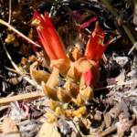 Upside-down Plant (Leptosema chambersii)