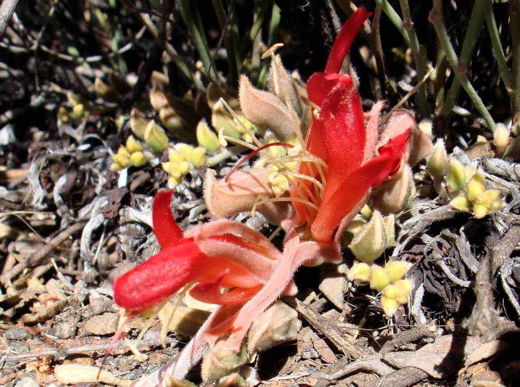Upside-down Plant (Leptosema chambersii)