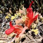 Upside-down Plant (Leptosema chambersii)