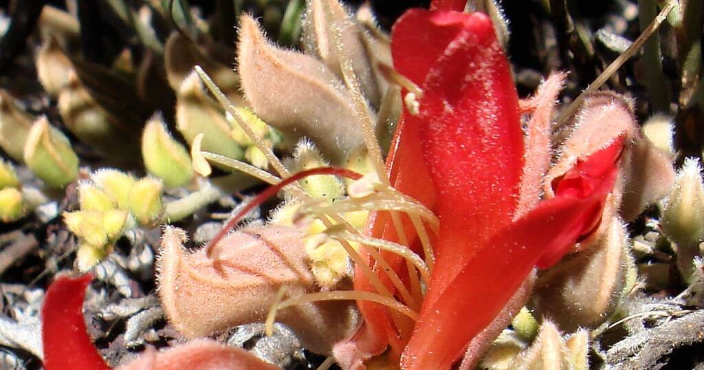 Upside-down Plant (Leptosema chambersii)