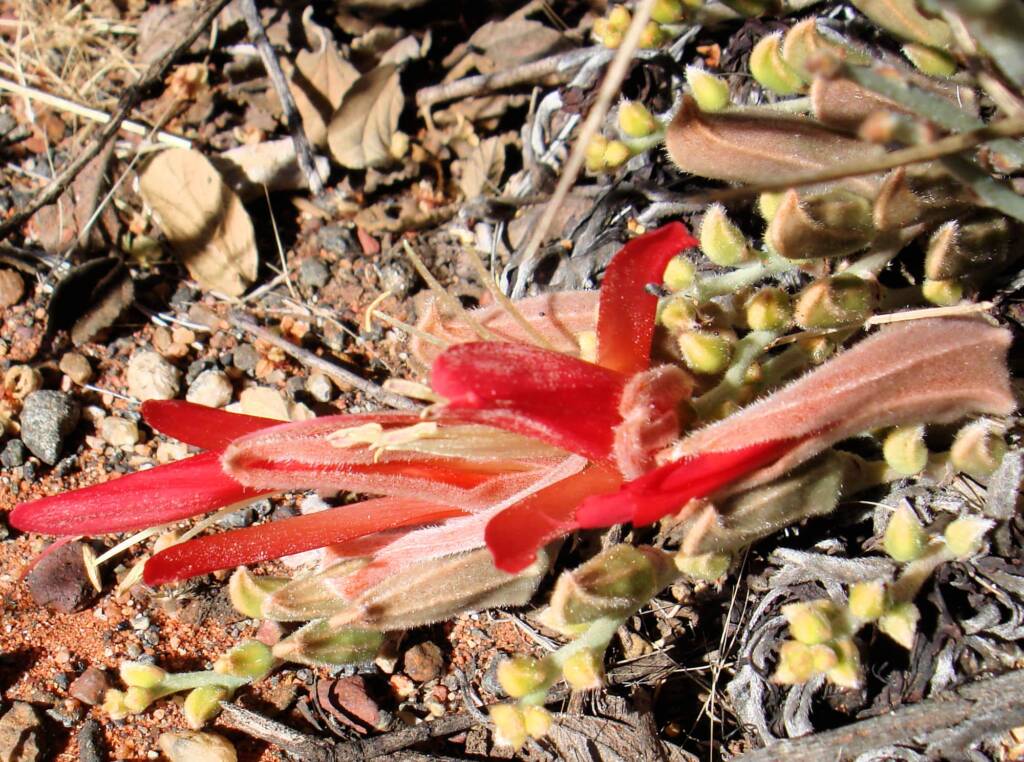 Upside-down Plant (Leptosema chambersii)